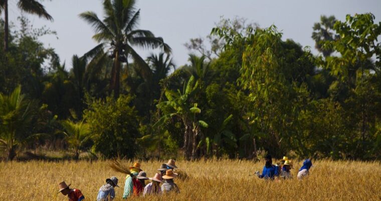 Northeastern Thai meets South America