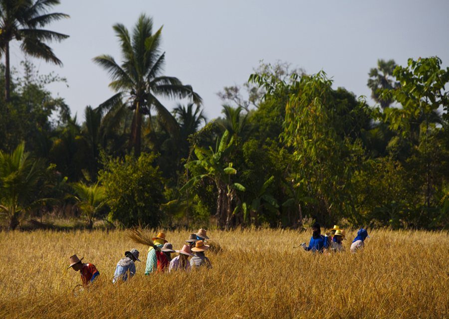 Northeastern Thai meets South America